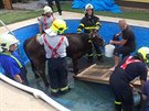 Hasi�i mladou kravi�ku uv�zlou v baz�nu nakonec vyt�hli pomoc� provizorn�ho...