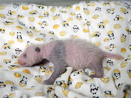 A panda cub born from mother panda Shin Shin on June 12 and confirmed female...