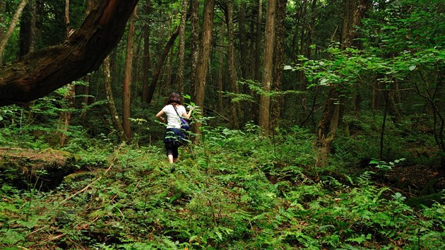 Je téměř neproniknutelný. A přitahuje sebevraždy: japonský les Aokigahara.