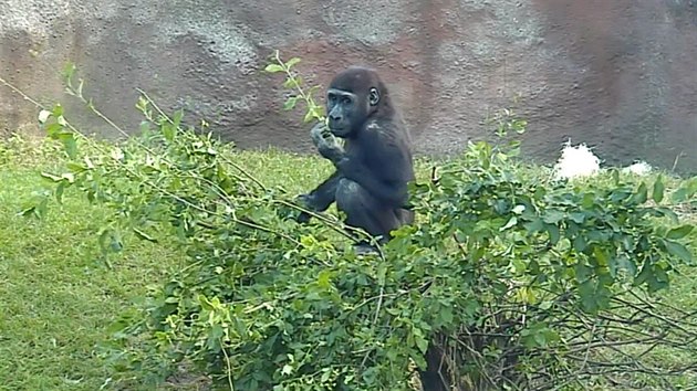 Gorilí výrostci z Prahy jako samozvaní zahradníci