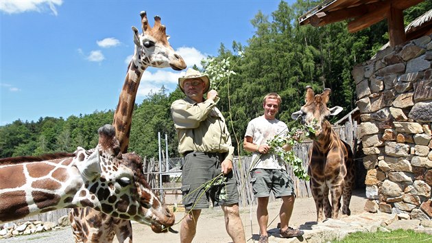 Chovatelé Marek Dohnal a Martin Slepica (zprava) se žirafími samci Manuem, Zuberim a Paulem.