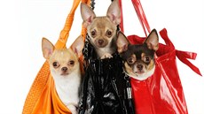 Nkteí psi jsou pro kabelku pímo stvoení.