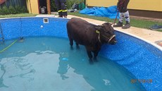 Hasiči mladou kravičku uvízlou v bazénu nakonec vytáhli pomocí provizorního...
