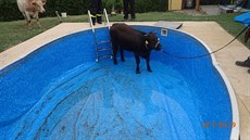 Hasiči mladou kravičku uvízlou v bazénu nakonec vytáhli pomocí provizorního...