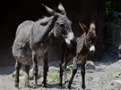 Slena osla domácího, Zoo Dín