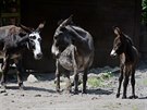 Slena osla domácího, Zoo Dín