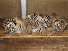tyata tygra ussurijského, Zoo Hodonín