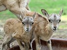 Ovce stepní  arkalové, Zoopark Chomutov