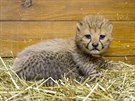 Paterata gepard, Zoo Praha