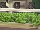 Zelenina pstovaná na unikátní vertikální farm v beclavské Fosf se má ji...