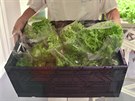 Zahradník Ondej Nedoma pi sklízení salátu