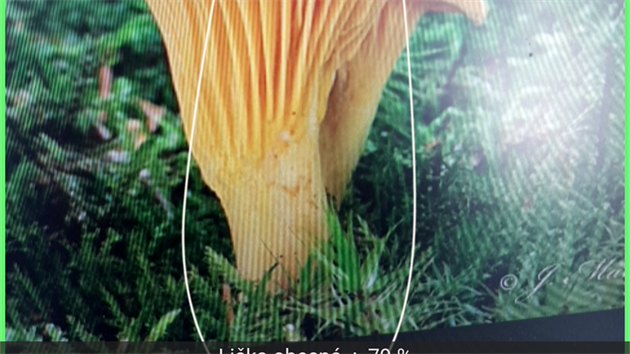 Šablonu namíříte na houbu a po vyfocení aplikace napíše název a pravděpodobnost, se kterou můžete počítat při určení druhu.