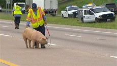prasata na dálnici