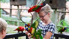 Kuala Lumpur, Malajsie: Krmení papouk v ptaím parku