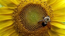 SLUNEČNICE. Čmelák sbírá nektar z květu v Severní Karolíně nedaleko města... | na serveru Lidovky.cz | aktuální zprávy