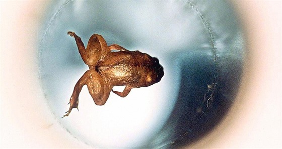 �ába profesora Geimeho vystoupala do dvou metr� a zbavila se zemské tí�e. Díky...