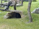 Gorilák Nuru ádí na lan mezi stromy