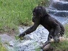 Ajabu a jeho první pokusy dostat se na druhý beh potoka.