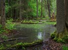 Starý les na území Blovského pralesa