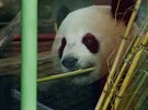 Pandí sameek Meng Meng je novým obyvatelem berlínské zoo.
