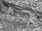 Snmek z fotopasti, kter na Broumovsku zachytila vlka.
