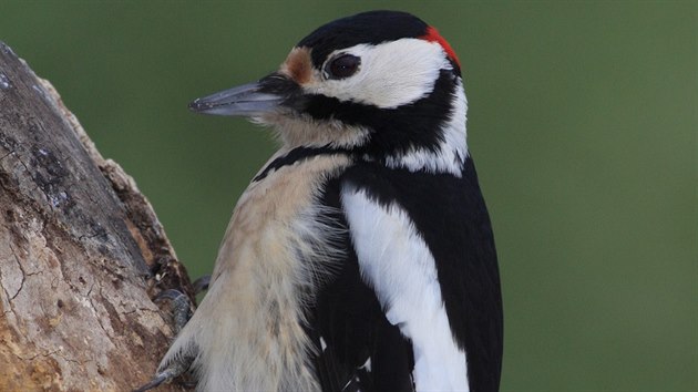 Migr�ny jsou na datla kr�tk�. D�ky speci�ln� struktu�e lebky i �elist�.