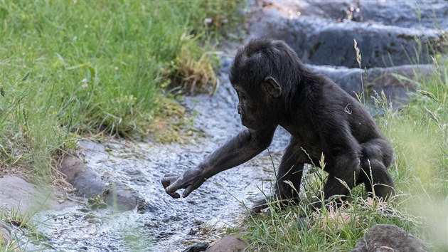 Ajabu zkoum�, jak se chov� voda v potoce.
