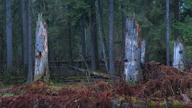Star stromy a zejmna mrtv stojc i lec devo jsou podle ekolog zdrojem mimodnho prodnho bohatstv lokality.