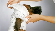 Mazlíci se mohou pi letních procházkách zranit.