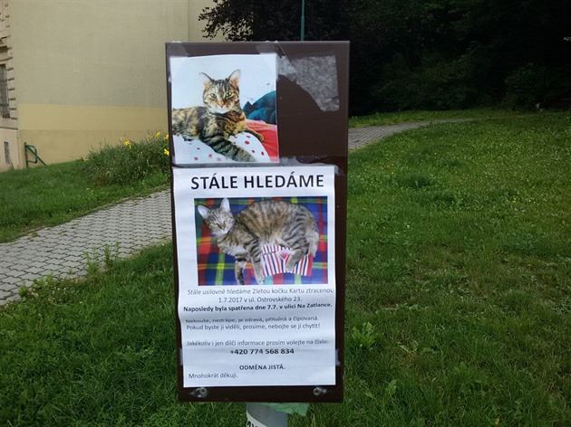 Mourovatá kočka Karta se ztratila na Smíchově.