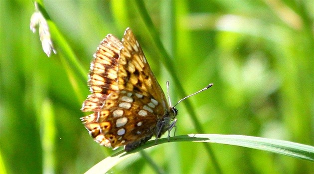 V rezervaci Blá na Prostjovsku se objevili vzácní motýli, mimo jiné...