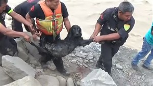 Hrdinové: muži riskovali život pro záchranu psa