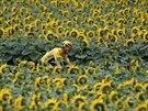 OBKLOPEN. Chris Froome v lutém dresu pro vedoucího mue Tour projídí kolem...