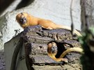 Jihlavsk zoo se pyn jednou z nejvtch kolekc drpkatch opiek v zemi....