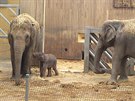 Sloní novorozen se má k ivotu. Sameek dostal jméno Chandru