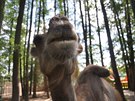 Berouskv zoopark v Doksech je oblbenm mstem rodinnch vlet, vtinu...