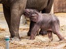Sloní sameek Chandru ze ZOO v Ostrav zaal pít mateské mléko. (10. ervence...