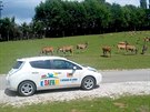 ZOO ve Dvoe Králové nabídne návtvníkm safari jízdu v elektromobilu
