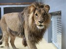 Lev Lolek se v brnnské zoo po svém píjezdu z polského Gdasku zabydlel bez...