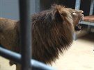 Lev Lolek se v brnnské zoo po svém píjezdu z polského Gdasku zabydlel bez...