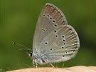 V rezervaci Blá na Prostjovsku se objevili vzácní motýli, mimo jiné modrásek...