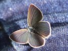V rezervaci Blá na Prostjovsku se objevili vzácní motýli, mimo jiné modrásek...