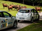 Návtvníci safari ve Dvoe Králové si mohou zdarma pjit elektromobil.