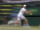 Amerian Sam  Querrey dobíhá míek v semifinále Wimbledonu.