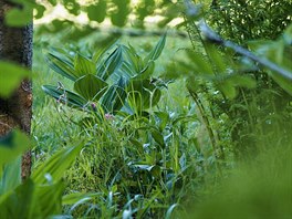 Louky na Bukačce se pravidelně sekají, aby měly vzácné nízké rostliny šanci na...