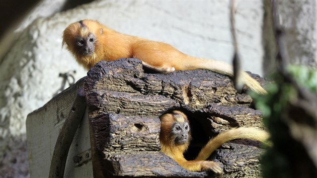 Jihlavská zoo se pyšní jednou z největších kolekcí
drápkatých opiček v zemi. Letos se pěti druhům těchto drobounkých primátů
narodilo už devět mláďat – a téměř samá dvojčata. Přírůstky tak má
například rodina lvíčků zlatých (na snímku), tamarínů a naposledy se na konci
června rozrostla i rodina kosmanů zakrslých a chvostanů bělolících.