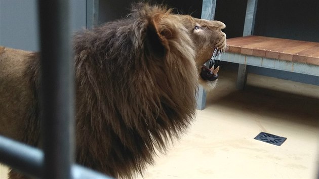 Lev Lolek se v brněnské zoo po svém příjezdu z polského Gdaňsku zabydlel bez problémů.