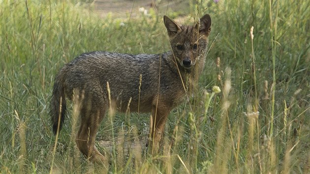 Šakalí štěně se podařilo zastihnout a zvěčnit na pastvině divokých kopytníků nedaleko Milovic, konkrétně nedaleko u Benátek nad Jizerou. 