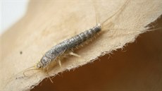 Ctenolepisma longicaudata alias �papírová ryba�