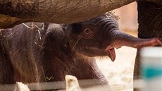 Sloní sameek Chandru ze ZOO v Ostrav zaal pít mateské mléko. (10. ervence...